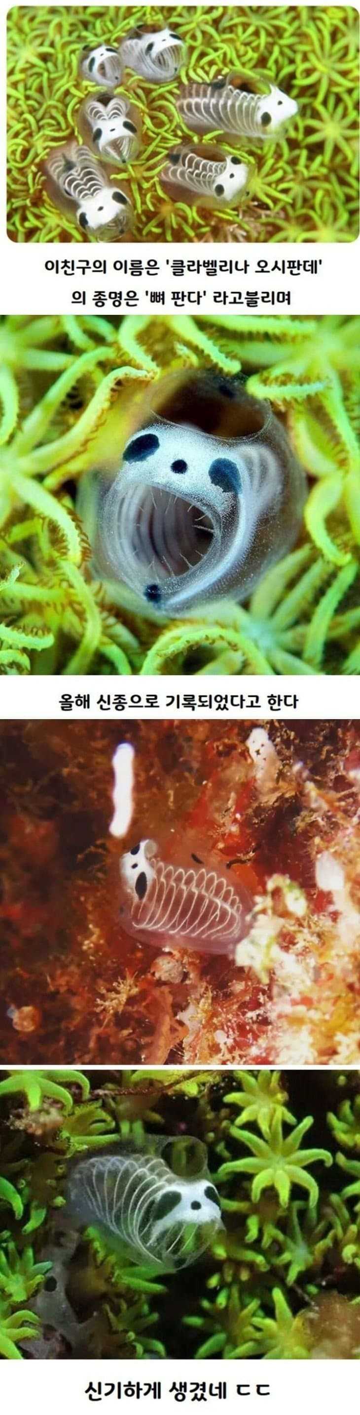 올해 신종 생물로 발견된 뼈판다