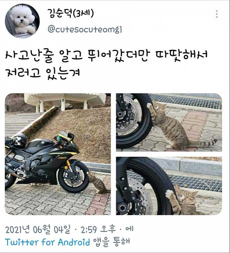 타이어를 좋아하는 고양이.jpg