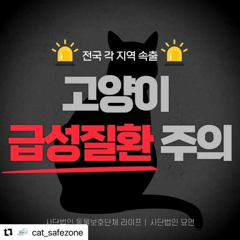 최근 늘어나고 있다는 고양이 급성질환.txt